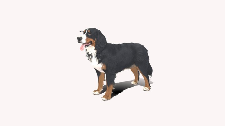 Bernese Mountain Dog 3d Model – Modelo 3D gratuito STL