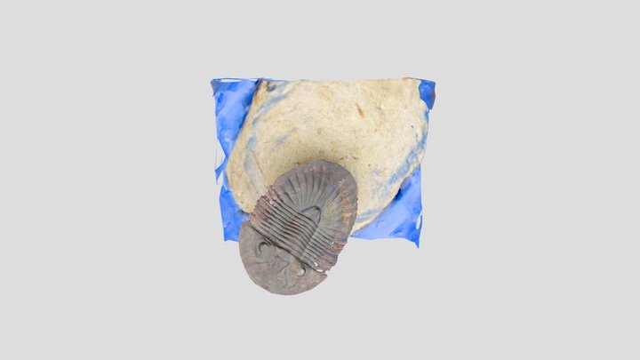 The Devonian trilobite Scutellum fossil 3D Model