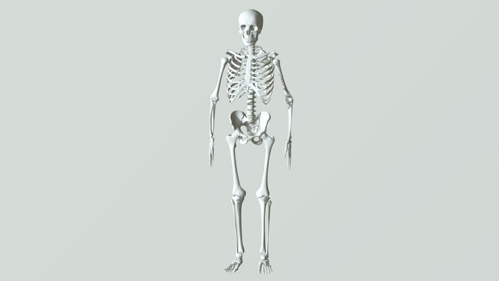 FINAL-SKELE-FBX_FBXfbx 22 3D Model