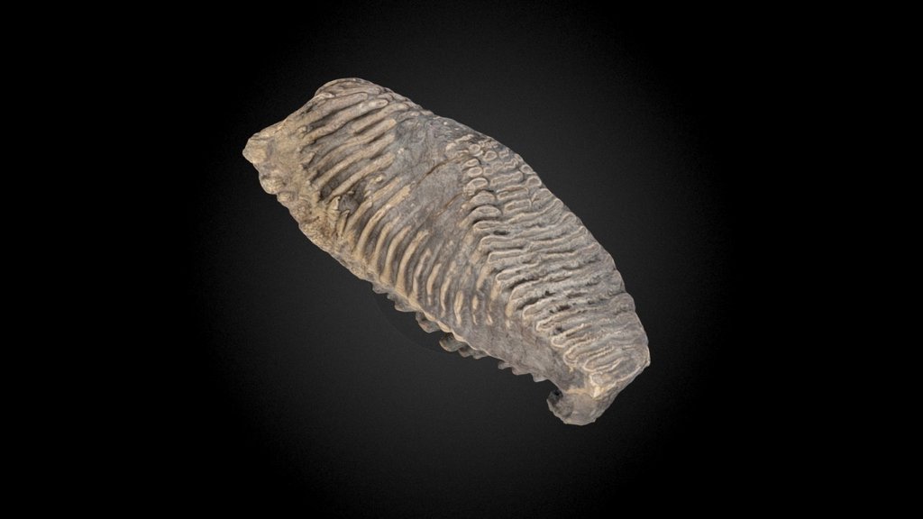 Wooly Mammoth Molar