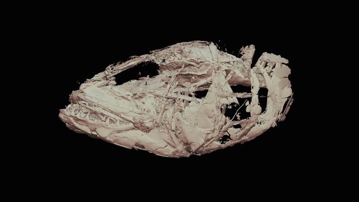 Rhinocephalus planiceps, London Clay - CT scan 3D Model