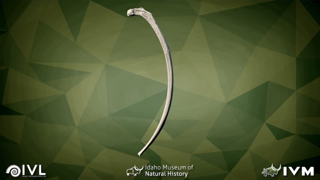 IMNH-50001-2427-Left Rib-09
