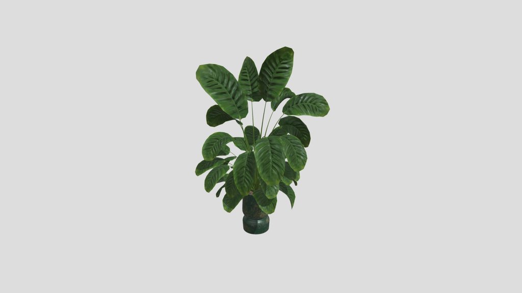 Sj Monstera 05