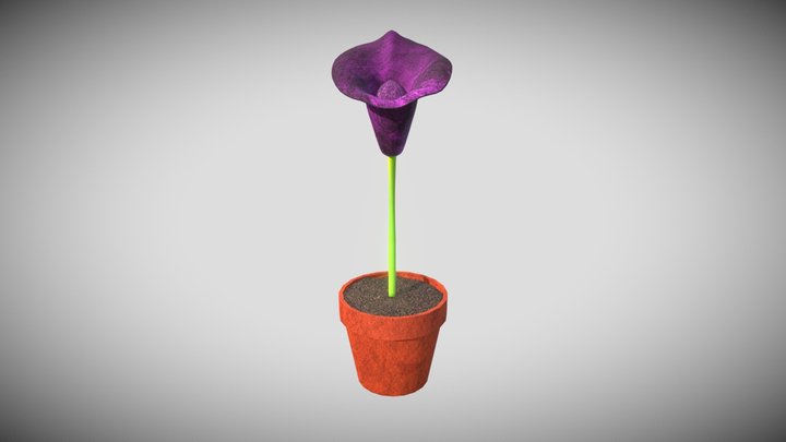 heart_shaped_herb_plant 3D Model