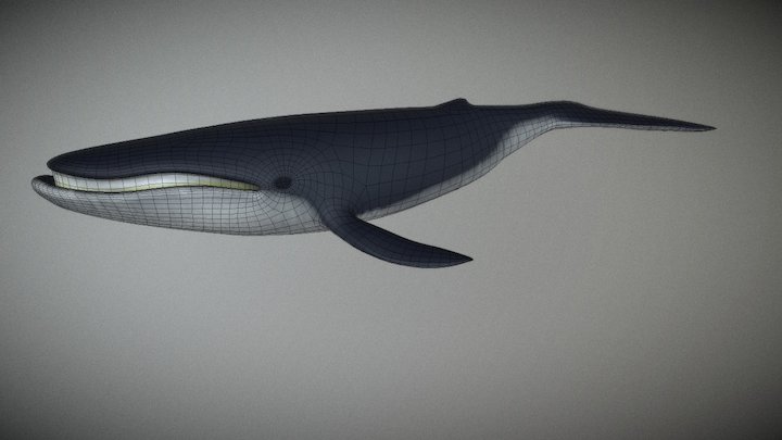 Bluewhale 3D Model