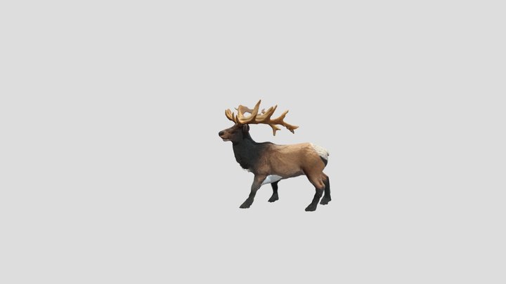 Stag 3D Model