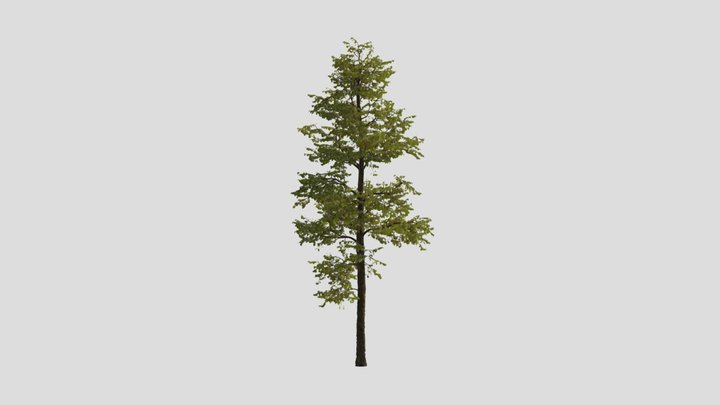 Realistic tree 3D Model