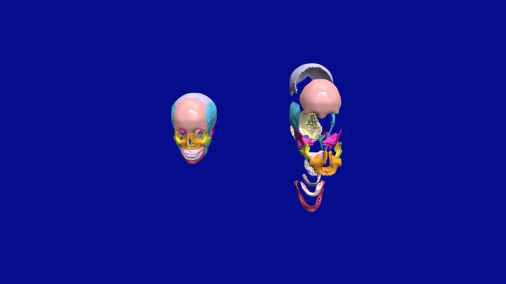 Músculos de la masticación y huesos del cráneo 3D Model