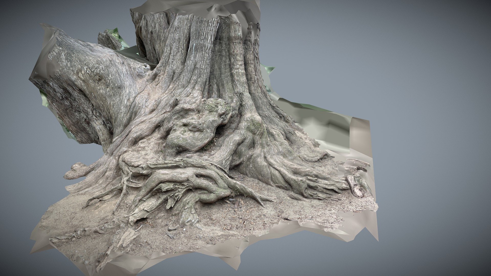 Tree stump in golden gate park, San Francisco