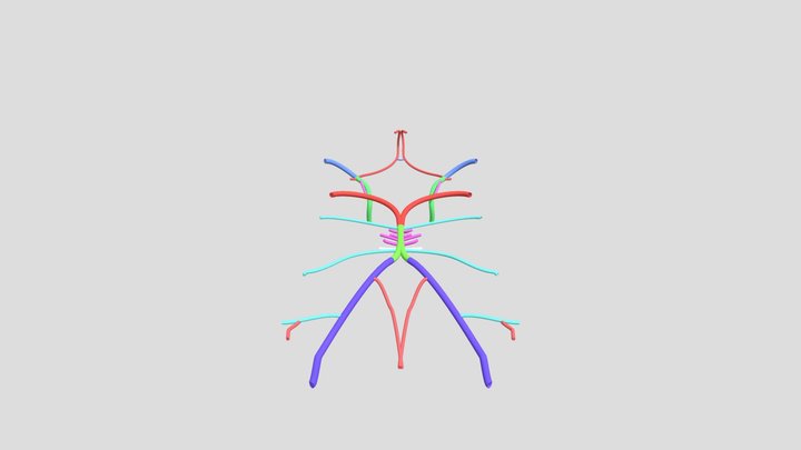 Circle of Willis 3D Model