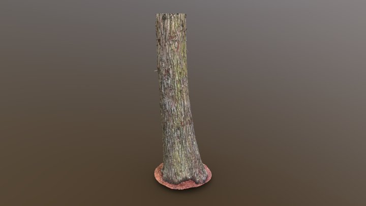 Bald Cypress Mossy B – Free 3D Model STL