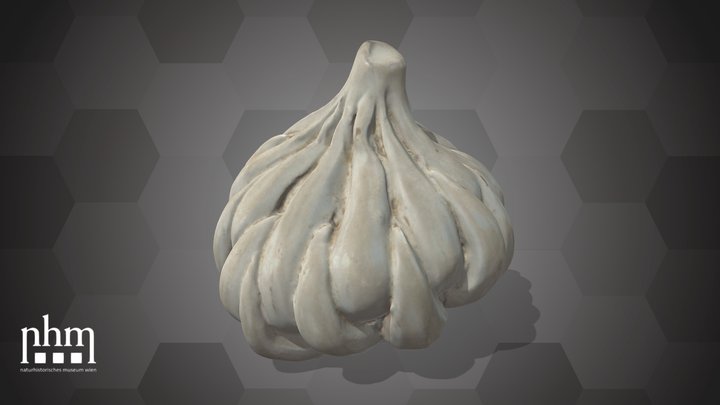 Garlic (NHMW-AFW-DING-0046-077) – Modello 3D gratuito STL