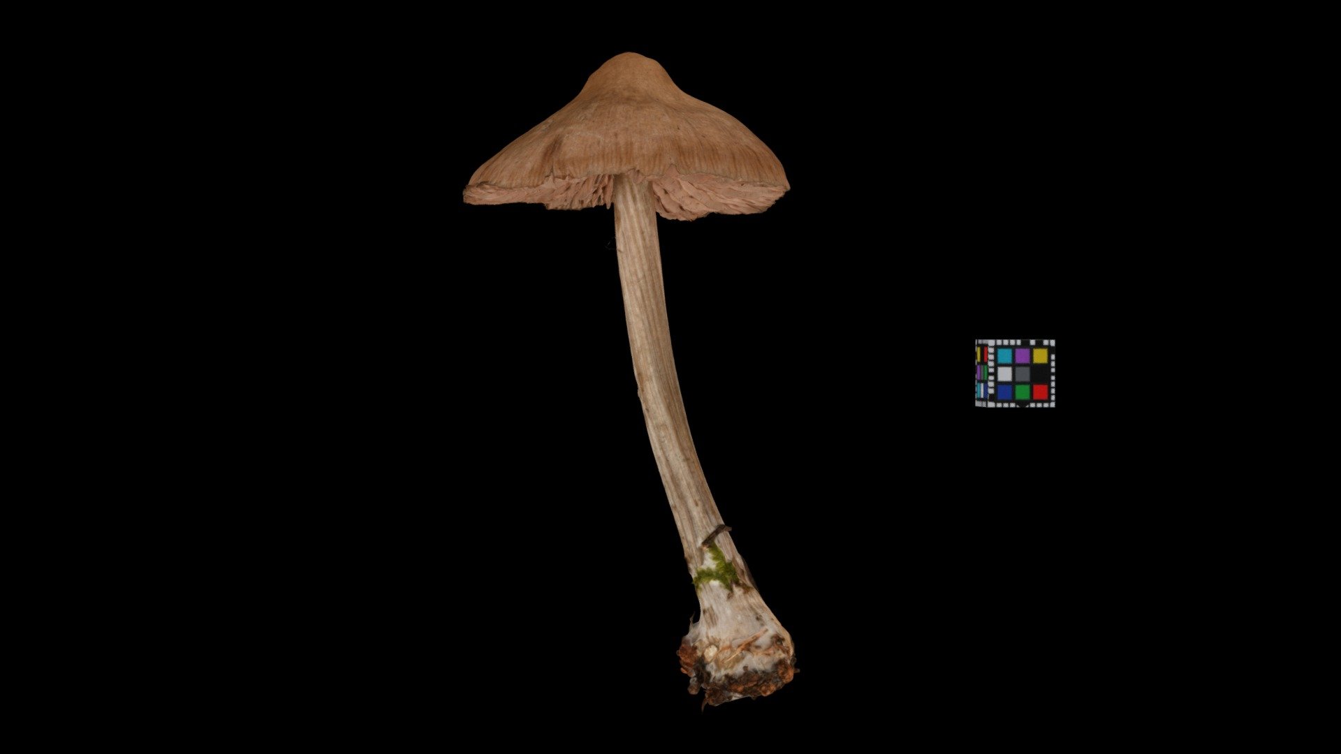 キノコ Mushroom (Unidentified yet)
