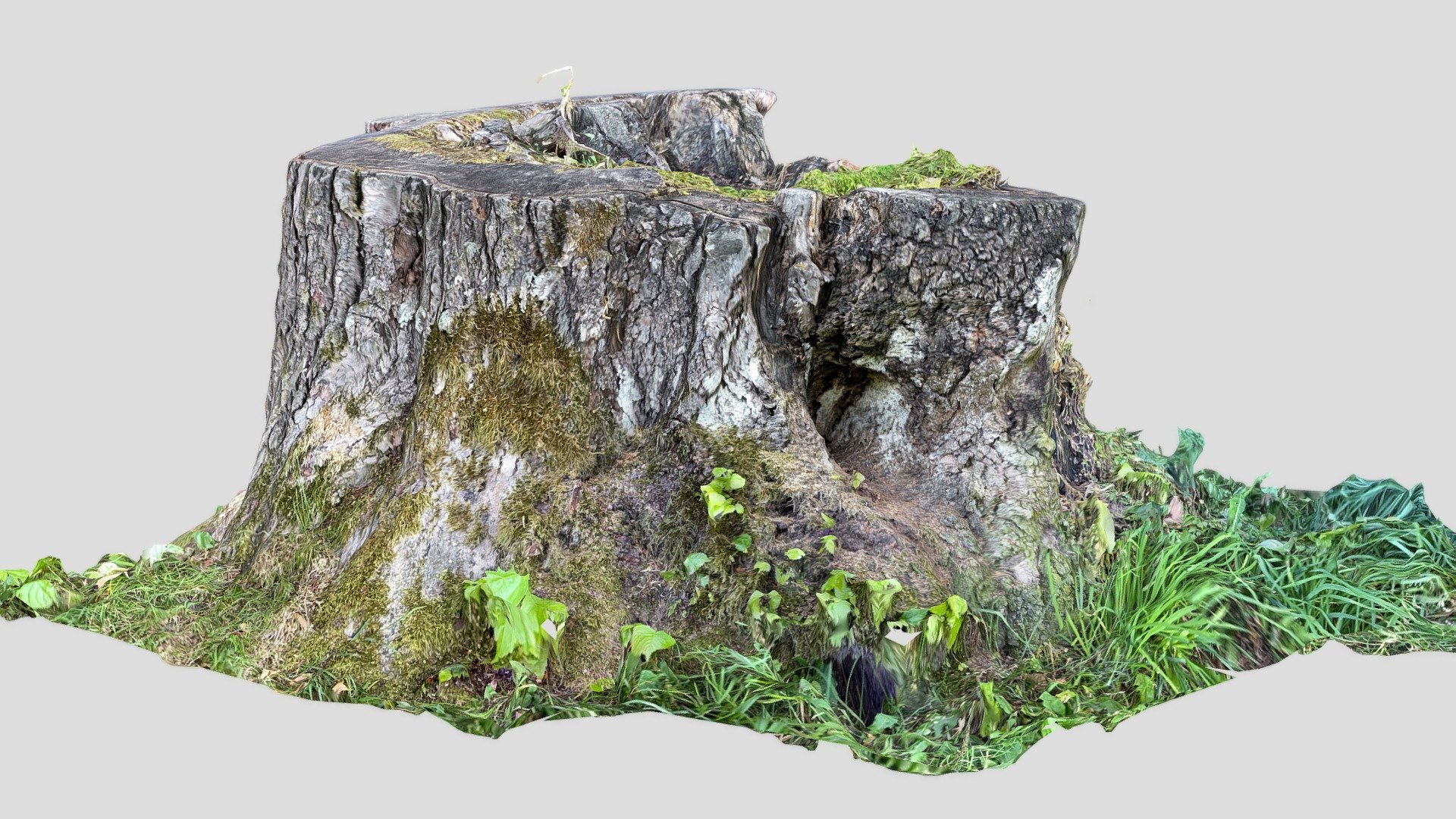 TRUNK - 3D model by ray_tracer [84eb02d] - Sketchfab