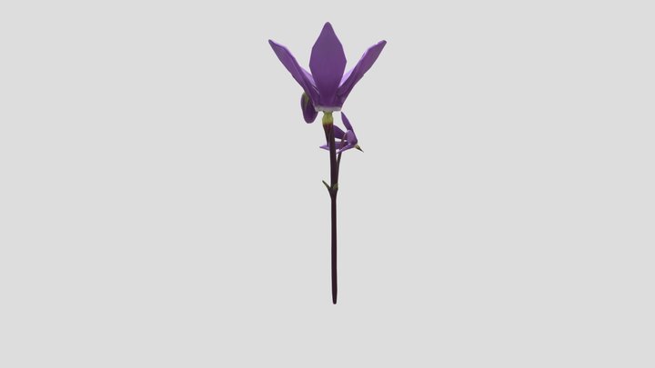 Saline Shooting Star 3D Model