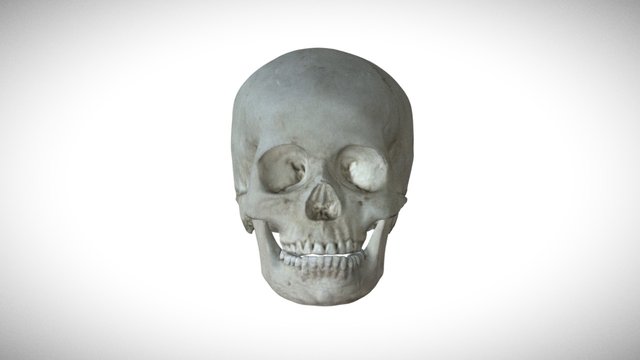 Scanned skull 3D Model