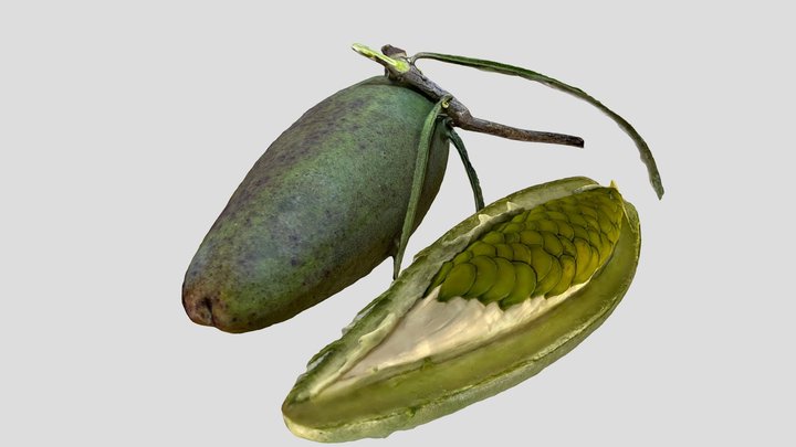 Gudugaa (Marsdenia australis) - Bush Banana 3D Model