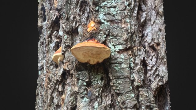 Tree fungus – Modèle 3D gratuit STL