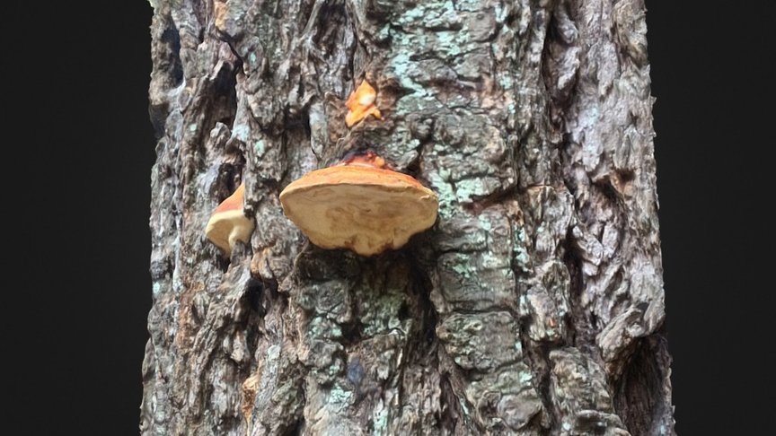 Tree fungus