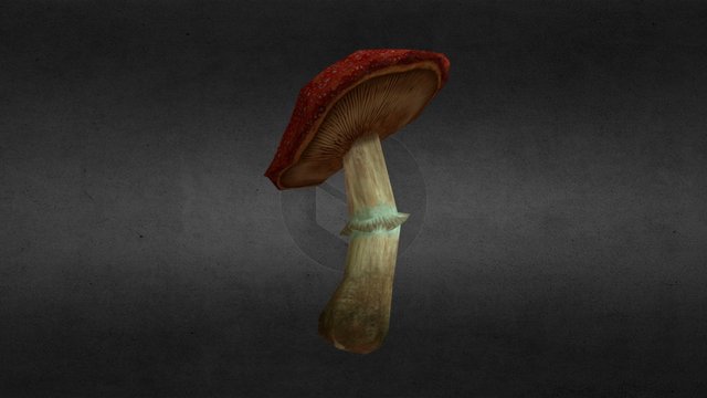 Mushroom-a 3D Model