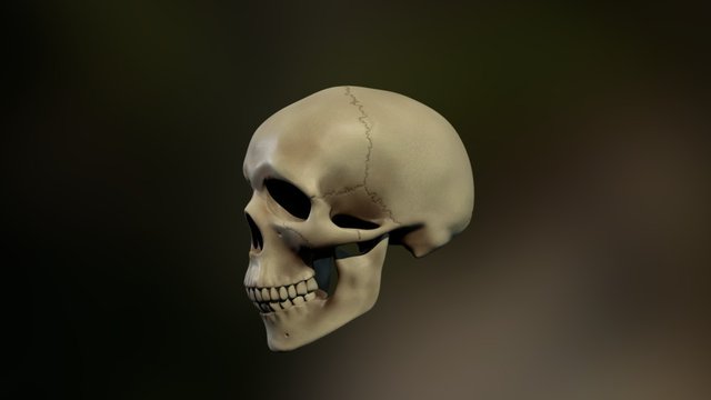 Skull 3D Model