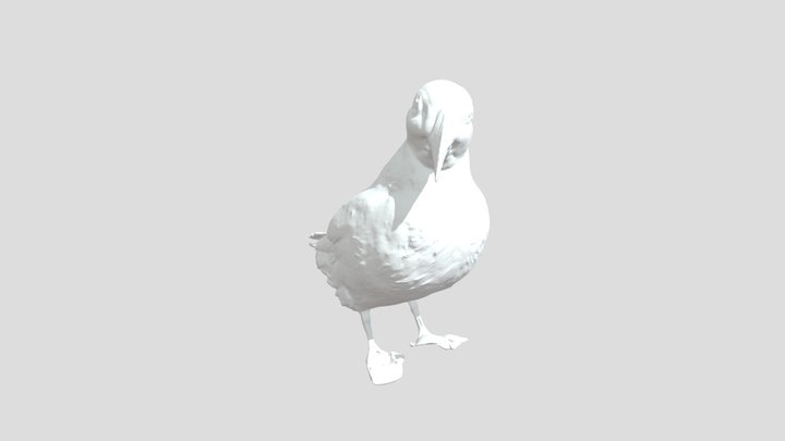 Puffin whole scan 3D Model