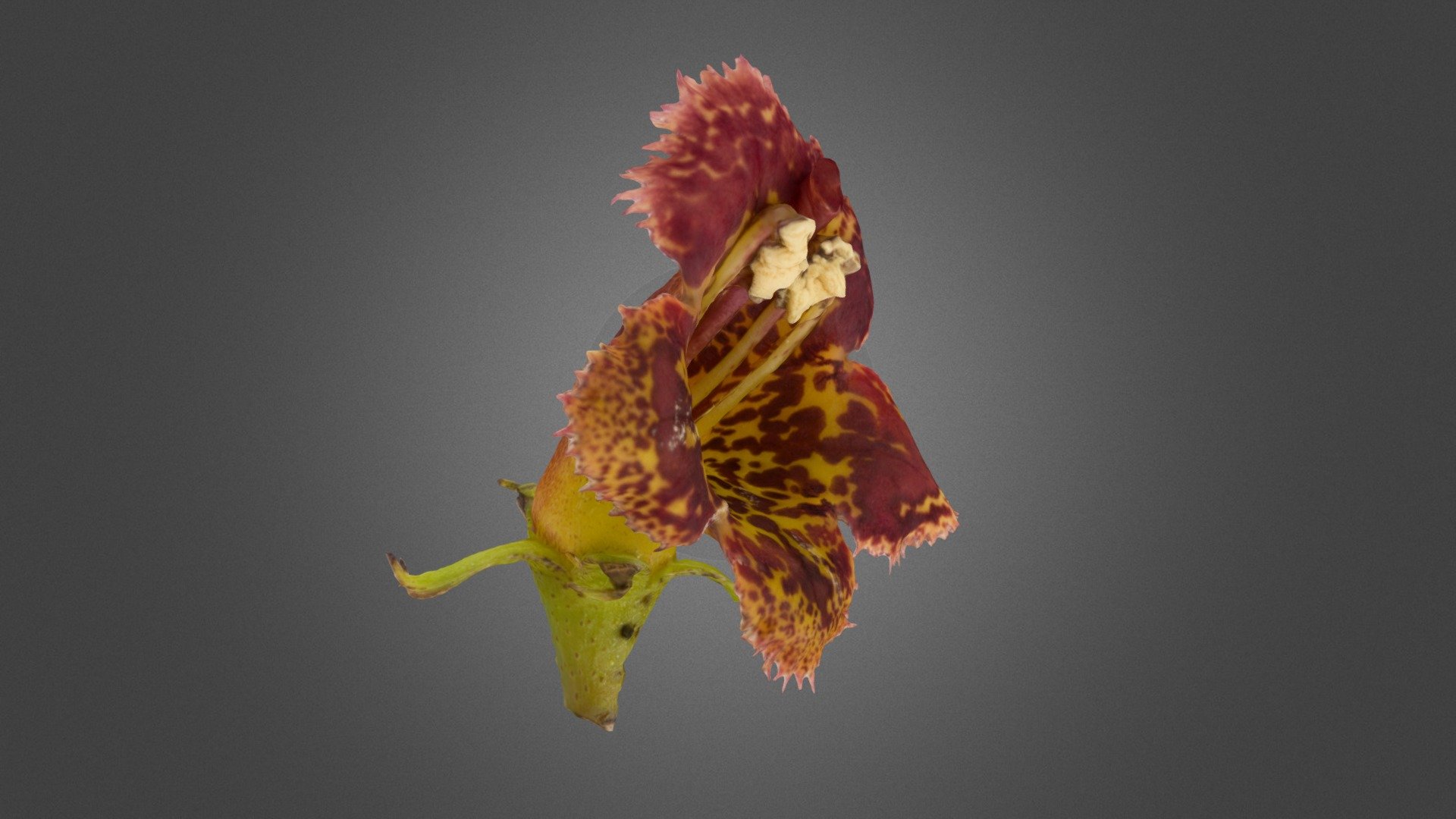 Rhytidopyllum vernicosum (Gesneriaceae) — Sketchfab embed 3D viewer