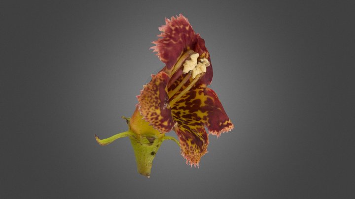 Rhytidopyllum vernicosum (Gesneriaceae) 3D Model
