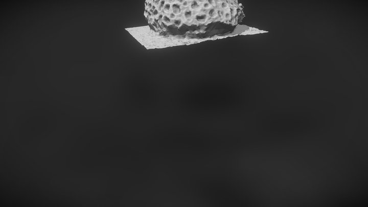 Corail scann 3D Model