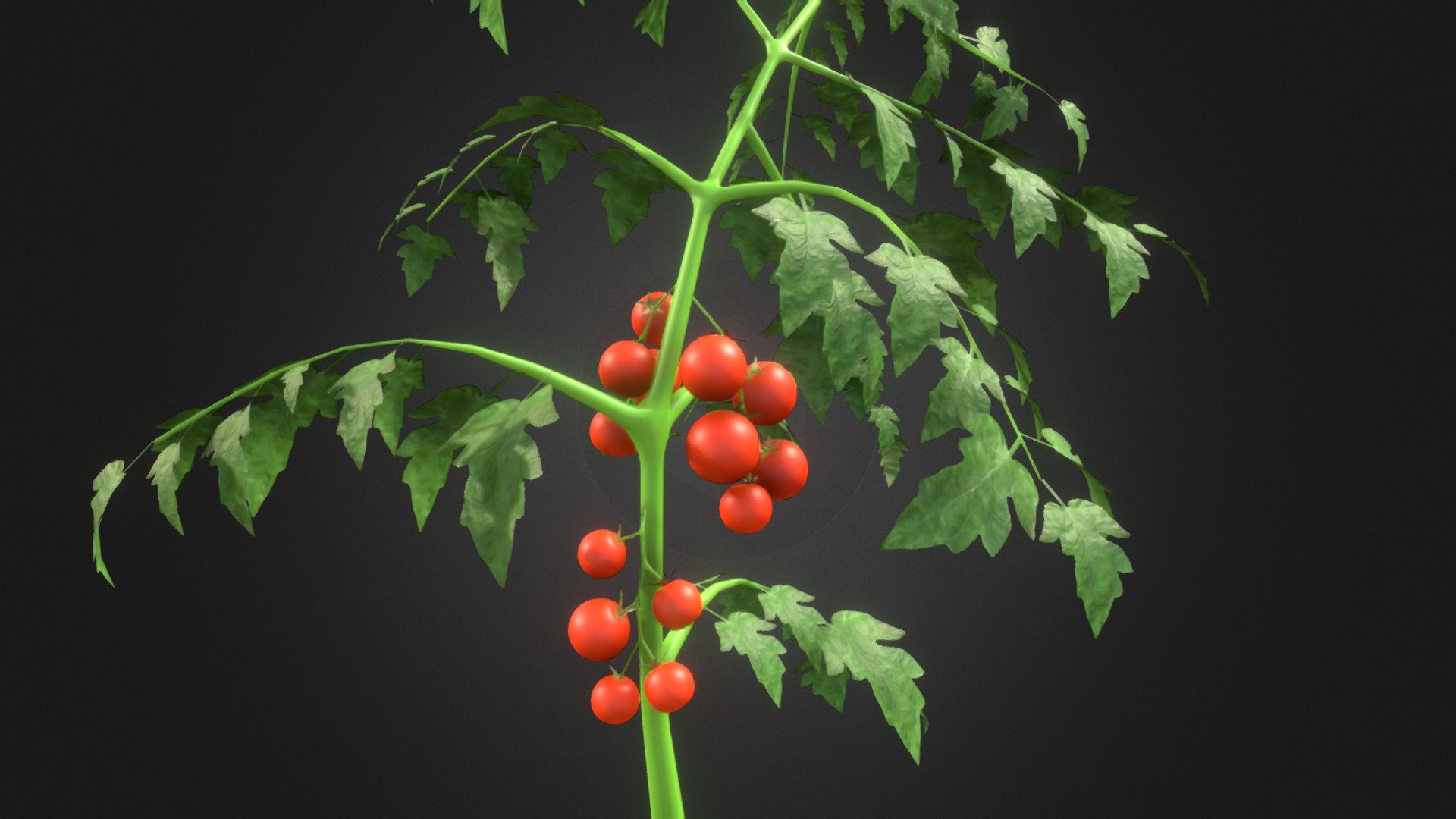 tomato plant 3d model free download