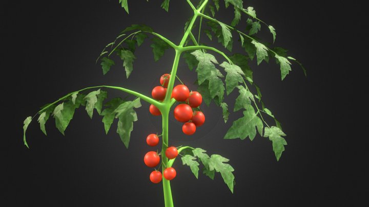Tomato plant 3D Model