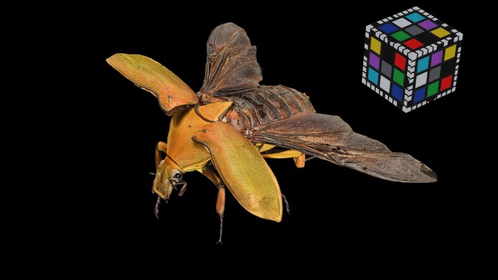 CC0 カナブン飛翔 Drone Beetle, Rhomborrhina japonica – Free 3D Model STL