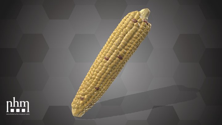 Corn (NHMW-AFW-DING-0046-001) – Kostenloses 3D-Modell STL