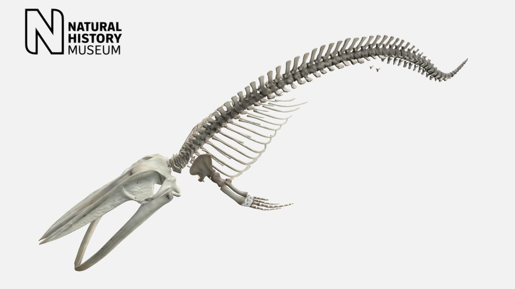 Blue whale skeleton