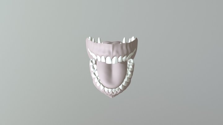 Realistic Jaw 3D Model