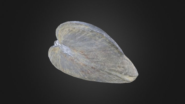 Bivalve: Grammysia elliptica (PRI 76731) – Modelo 3D gratuito STL
