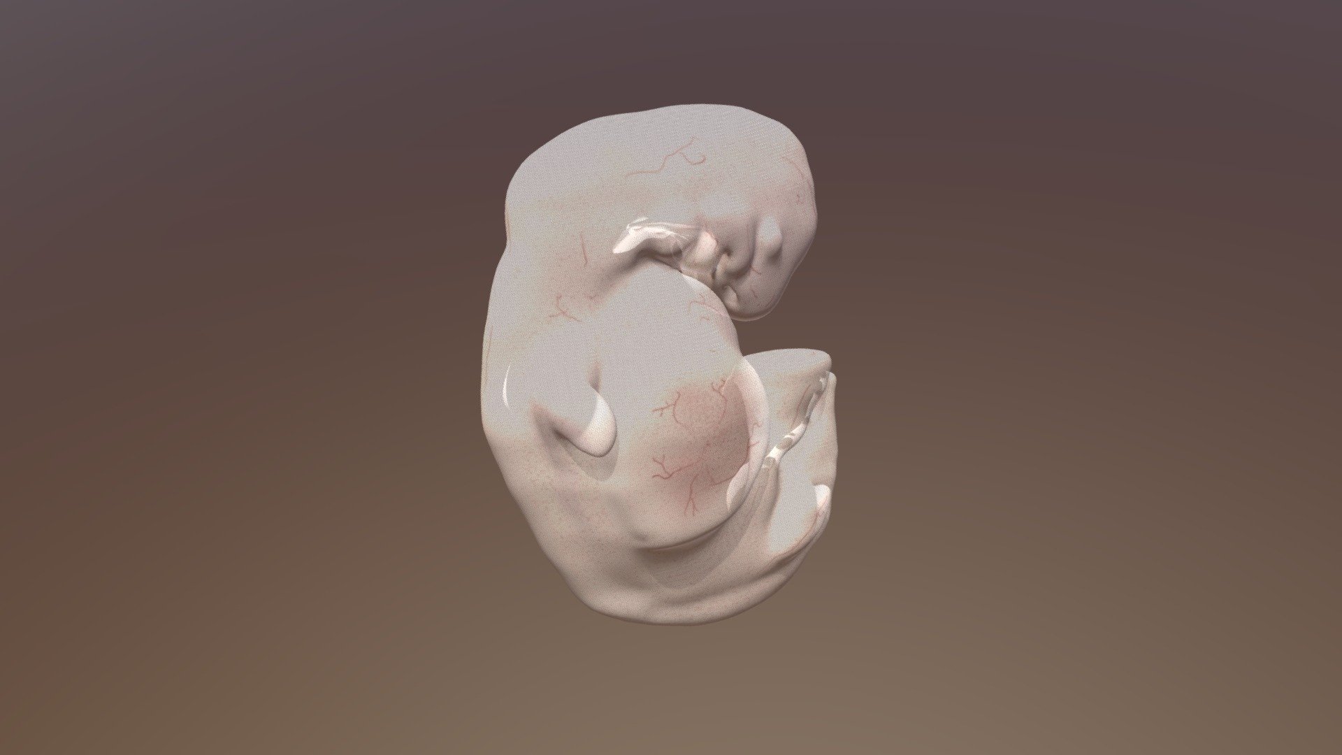 10mm Sheep embryo