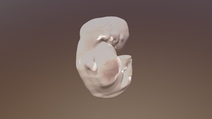 10mm Sheep embryo 3D Model