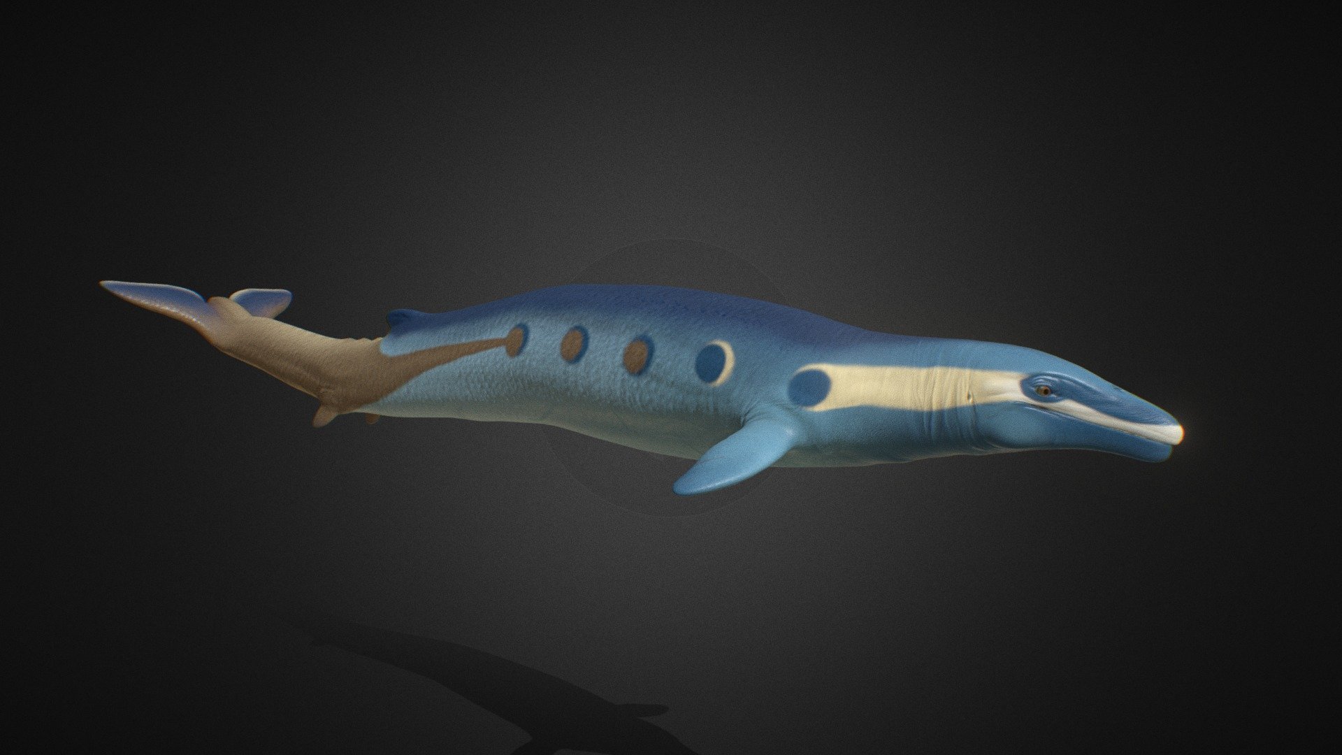 Basilosaurus 3D model by cafnir [850ccbf] Sketchfab
