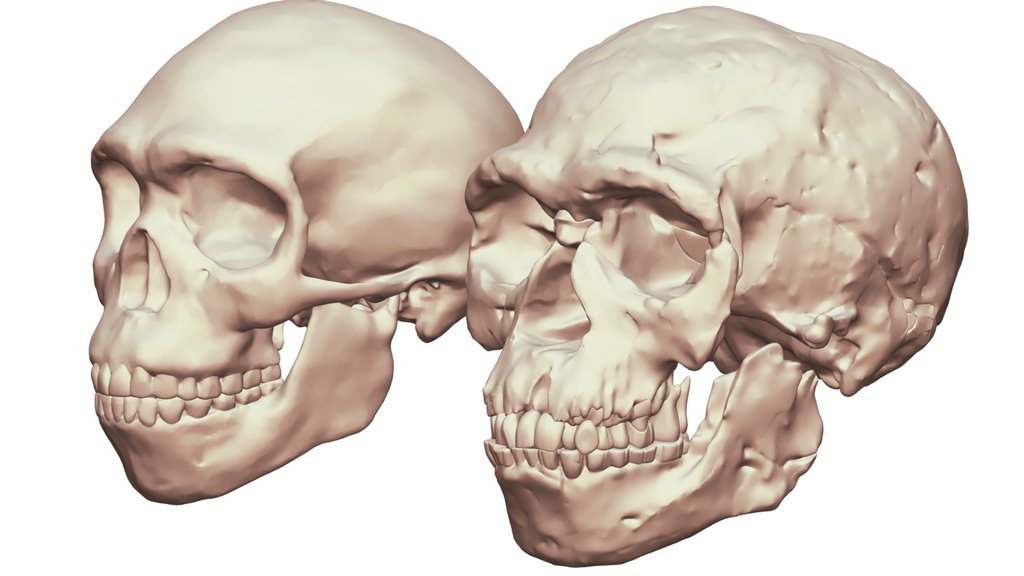 Jebel Irhoud Skull Reconstruction