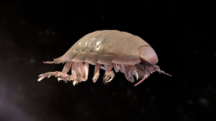 Giant Isopod 3D Model