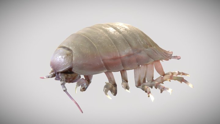 Giant Isopod 3D Model