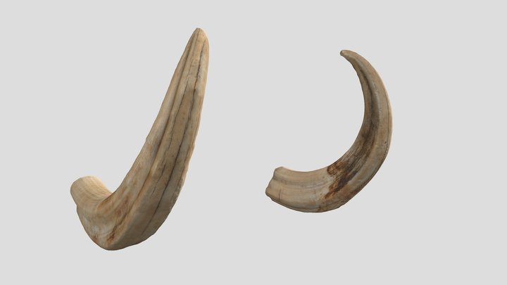 African Wild Boar Tusks.  Photogrammetry Model 3D Model