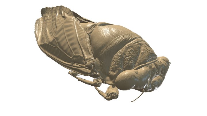 Cicada - High Resolution CT Scan 3D Model