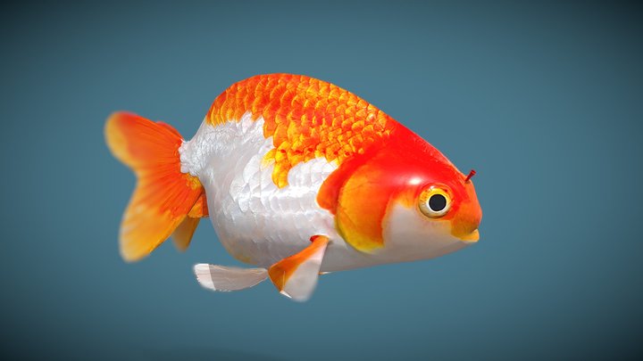 Goldfish_Variety 3 3D Model