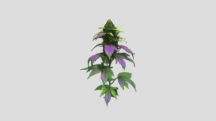 Weed 3D models - Sketchfab