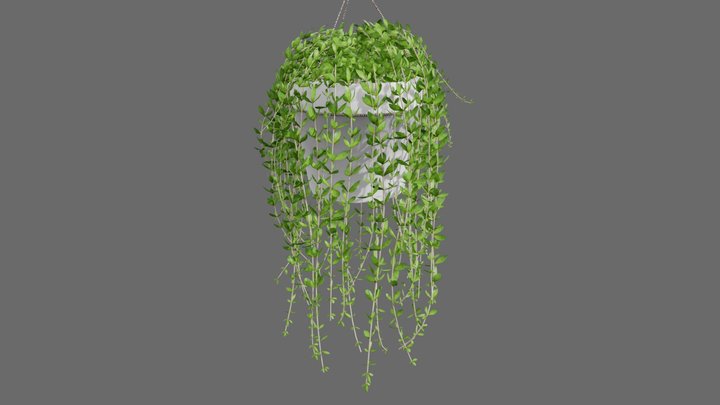 Stringy Stonecrop 3D Model