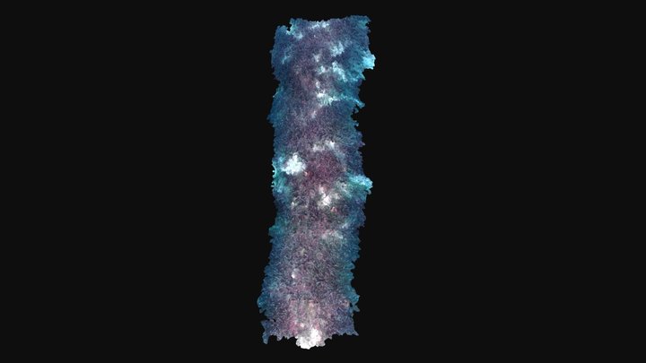 Posidonia 2 3D Model