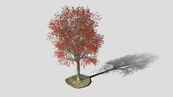 Maple tree acer mature B autumn 3D Model