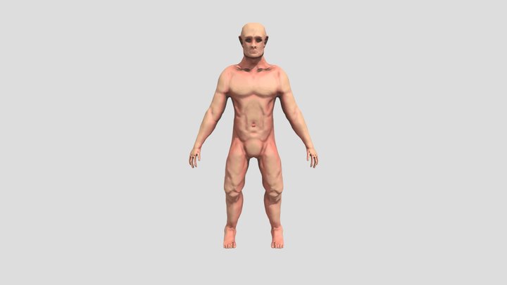 Estudio Anatomía 3D Model